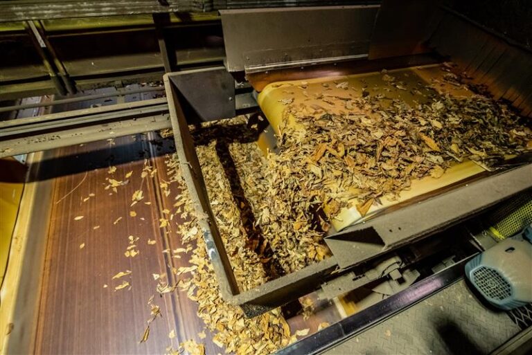 Safra do tabaco deve empregar mais de 9 mil safreiros na região