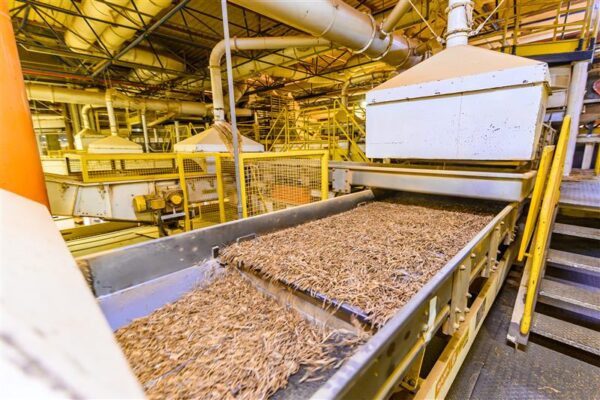 Indústria do tabaco deve contratar 9,1 mil safreiros em Santa Cruz do Sul